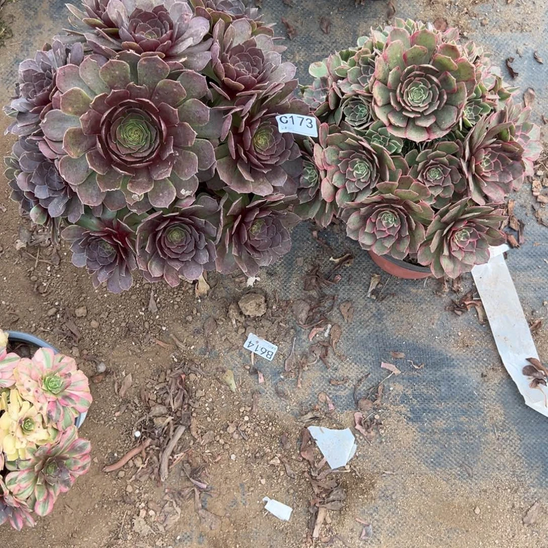 173两颗组合多肉植物法师