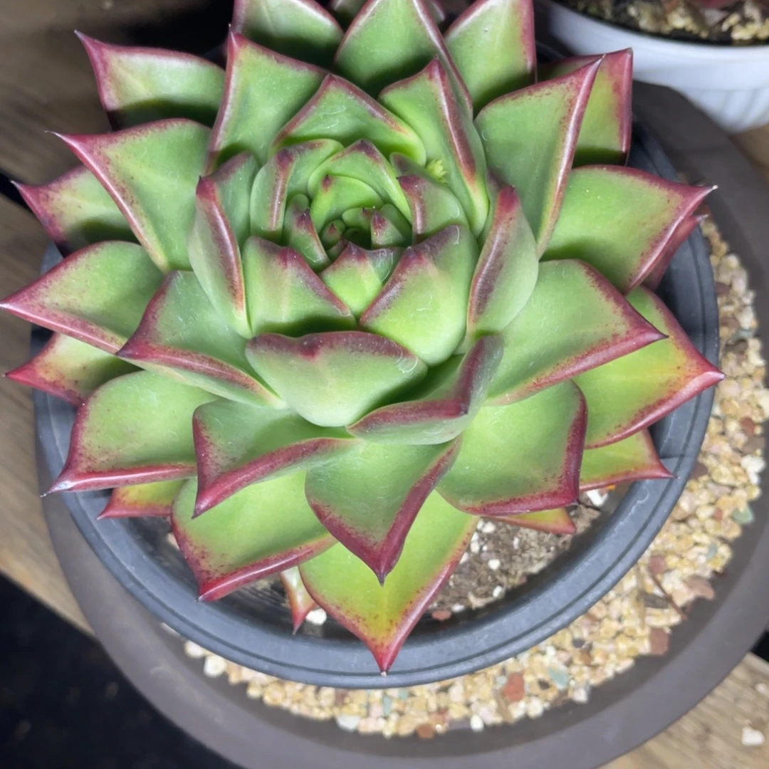 多肉植物原始种凤体包