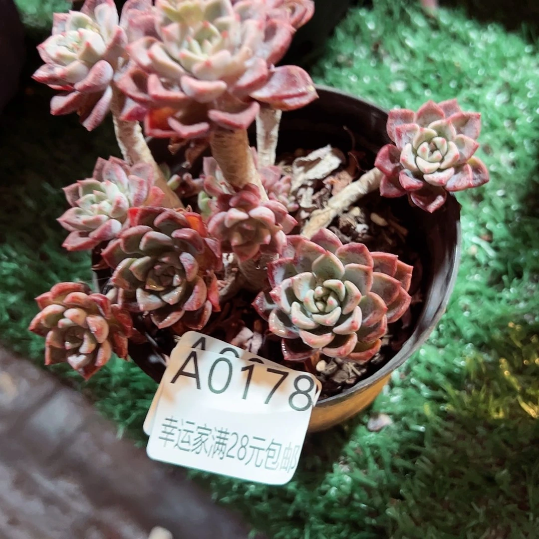 幸运的是我的朋友