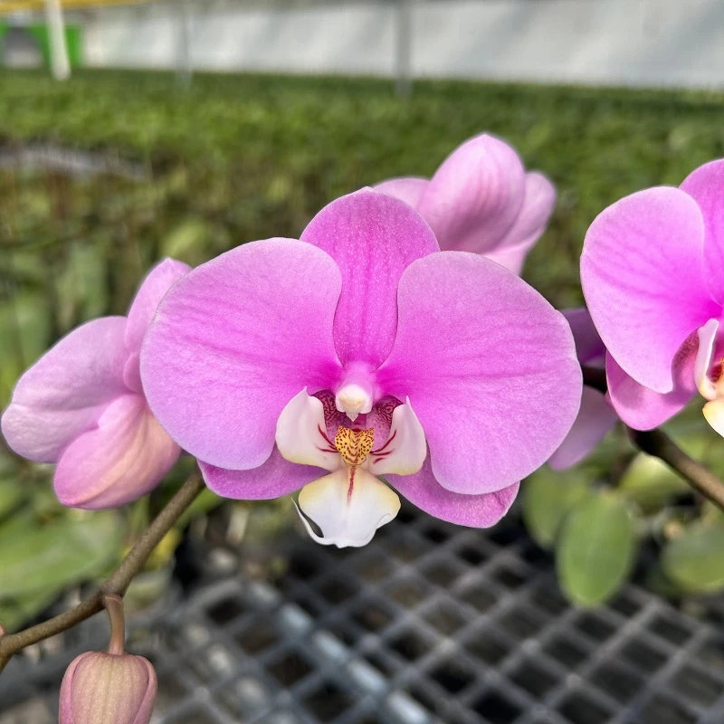 蝴蝶兰大花安娜带花剑抽梗苗未开花高端室内绿植花卉