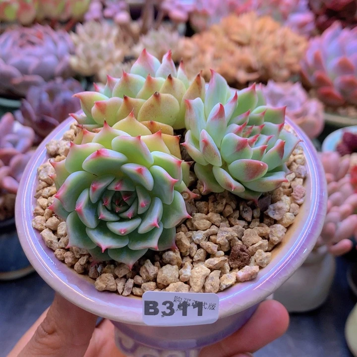 一物一拍含盆土满38包邮B311