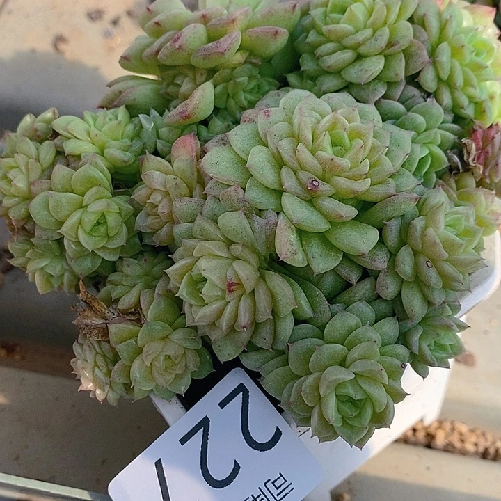 227 多肉植物盆栽花卉