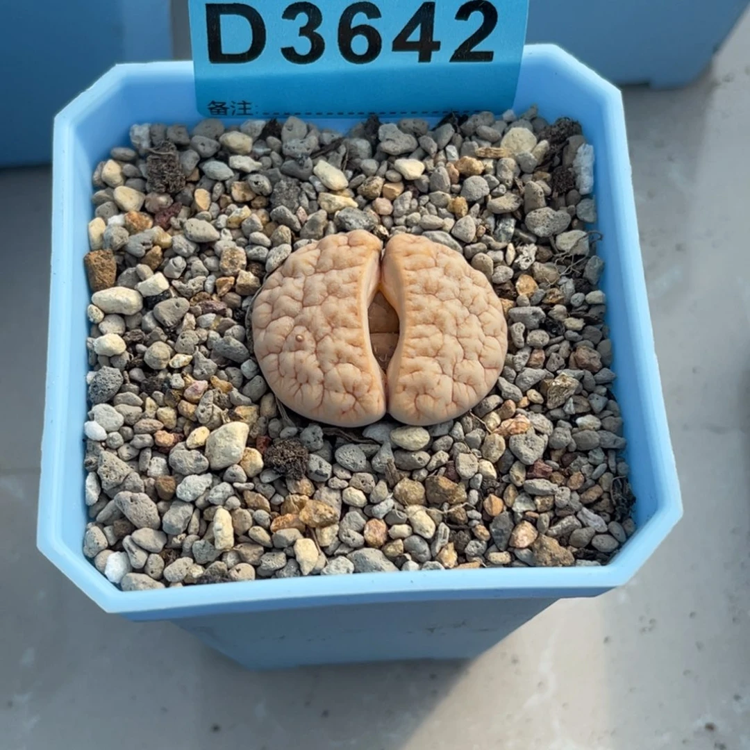 ****3642凹凸铁189一颗