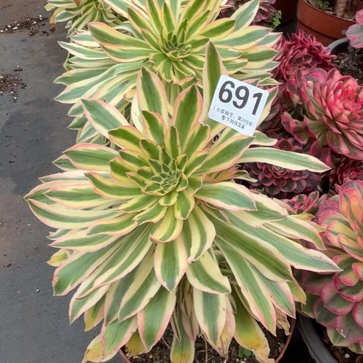 691多肉植物夕颜