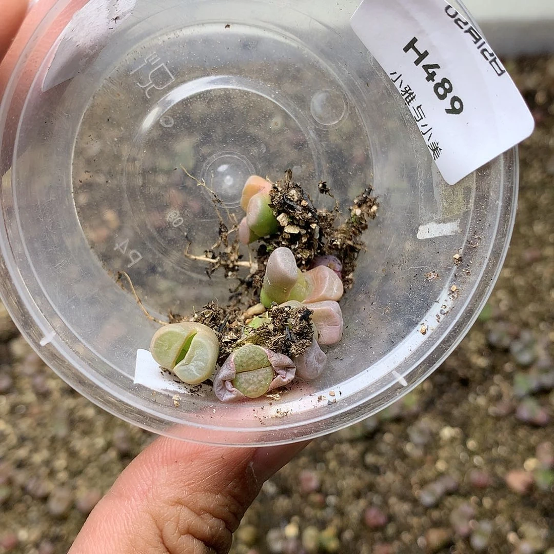 一*H489多肉植物保护