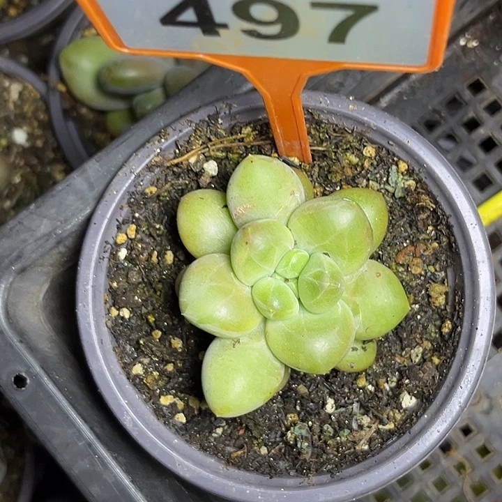 多肉植物x系美人497