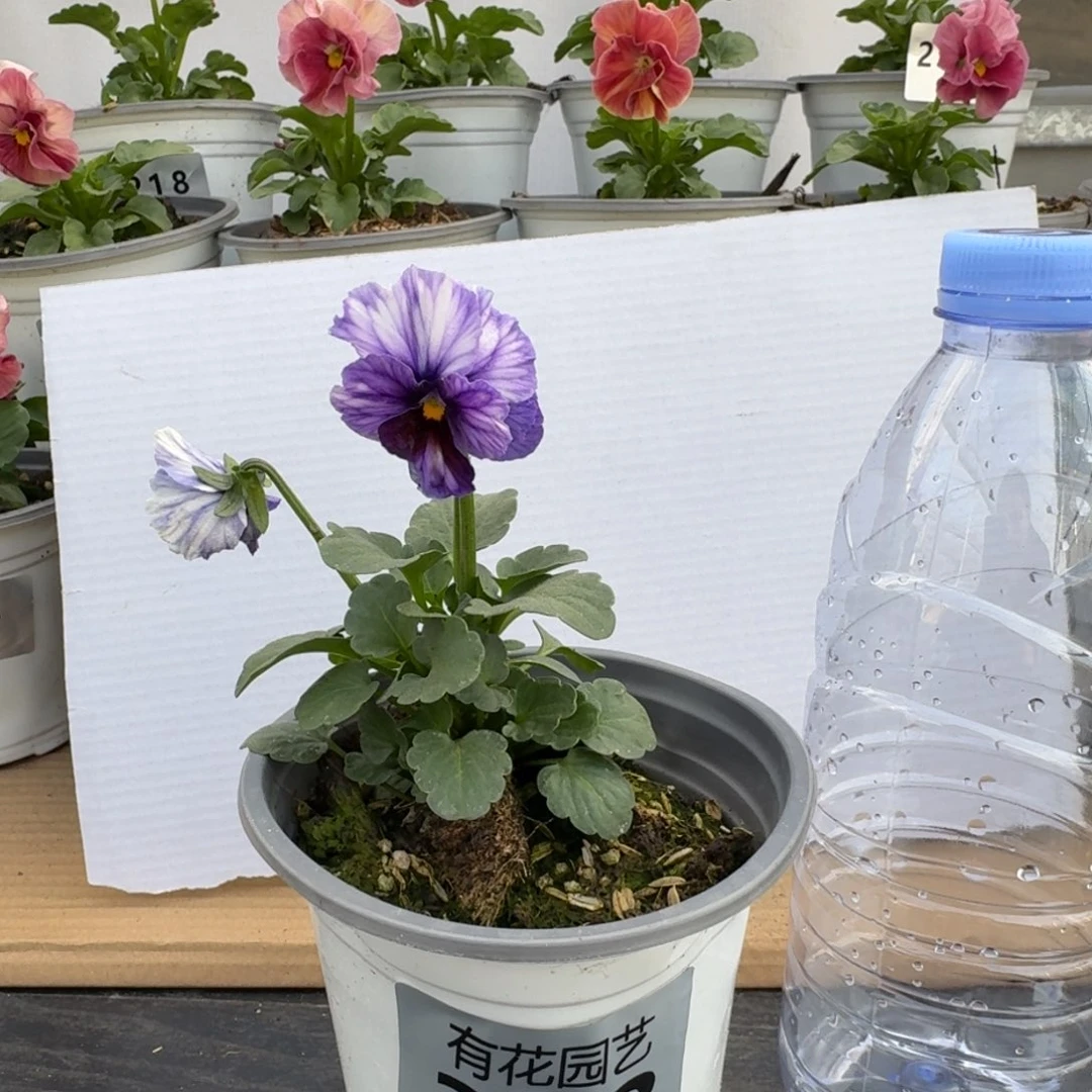 无花朵383号角堇