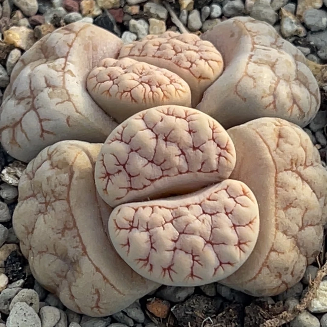 7269双头睫毛脑纹189一颗