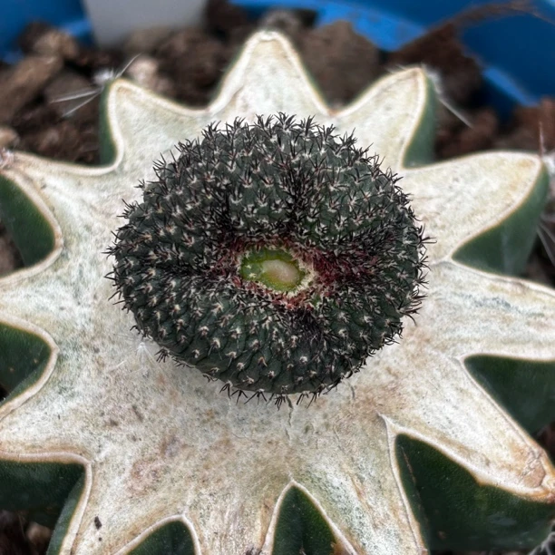 园艺仙人球/牡丹/士童缀化/a124