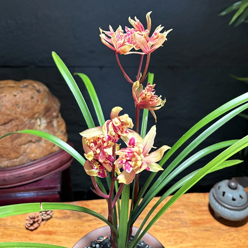 火麒麟 寒兰稀少奇花 开花非常好看 室内室外好养兰花