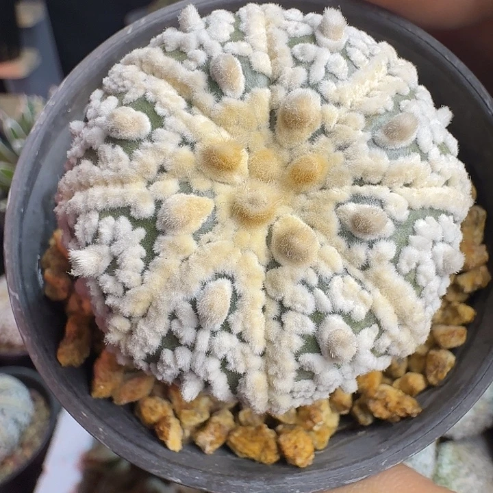 高绒多肉植物多肉植物