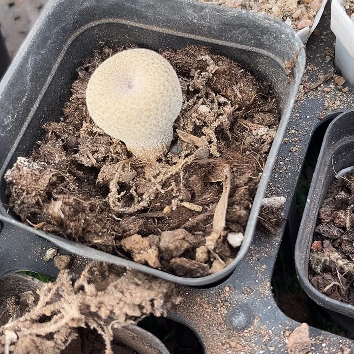 单头小人帽zzzzzzzzz