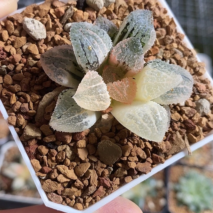 546具味城寿锦一物一拍