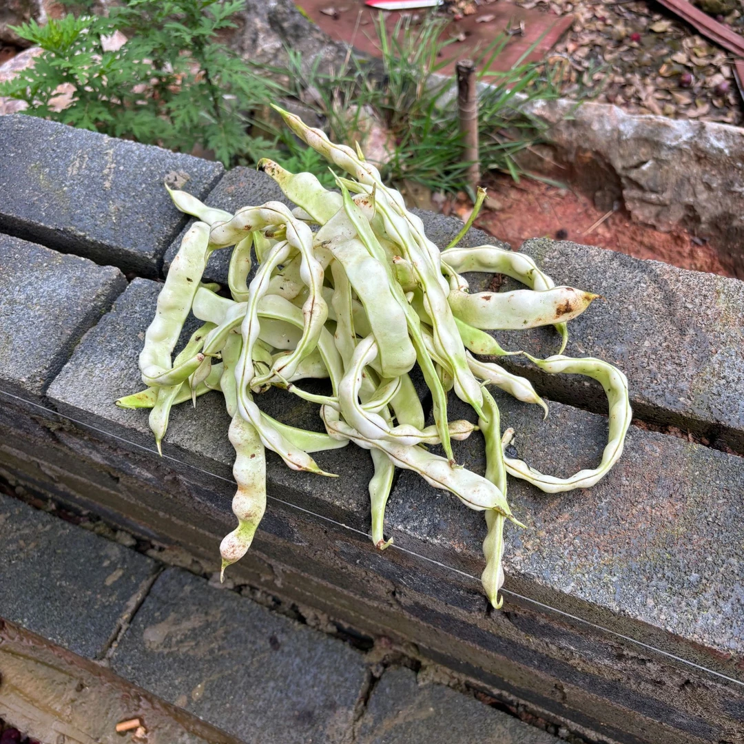 云南新鲜白四季豆农家现摘现发白大架豆角