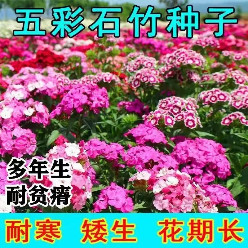 混色多年生五彩石竹种子四季盆栽室外花卉四季开花庭院石竹花阳台
