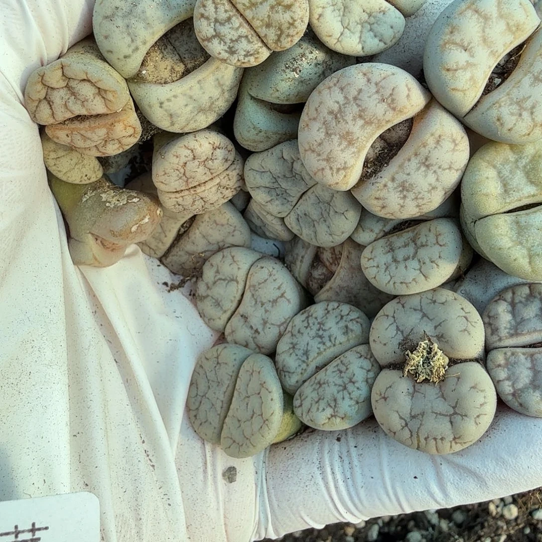 哈哈哈你真的会有这种魔力499这个