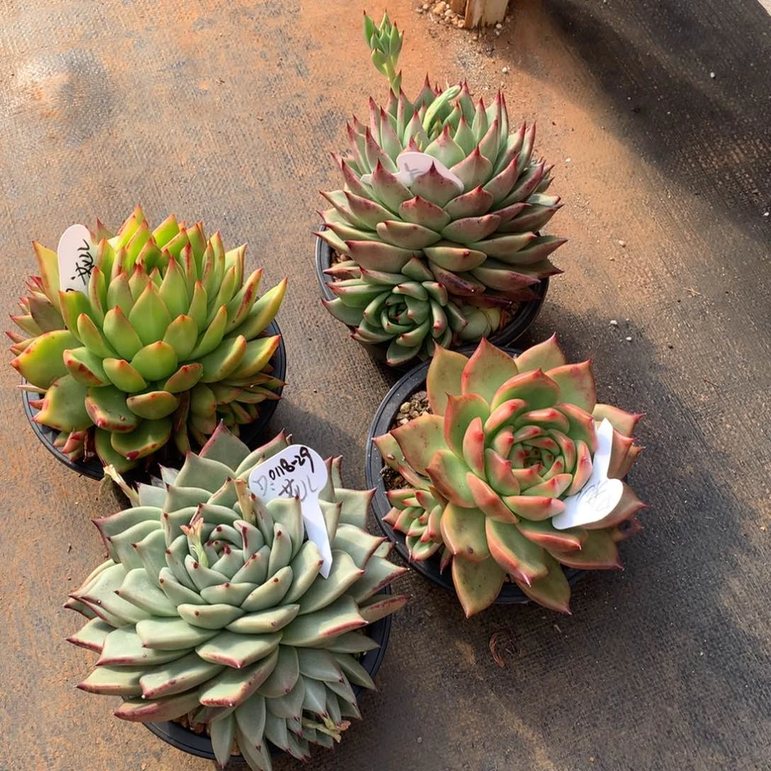 东云组拍0118-29（花儿）