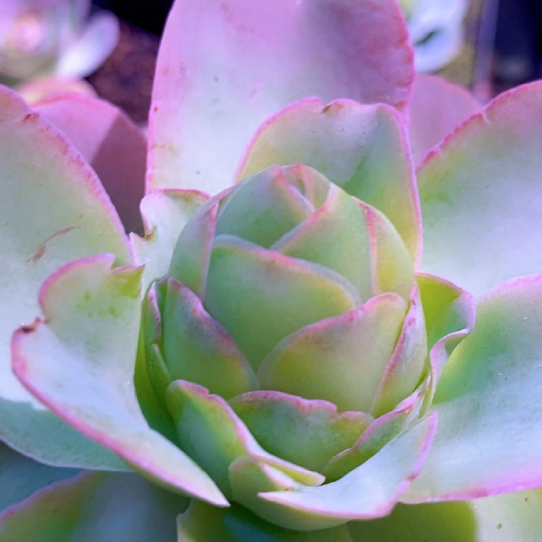 山地玫瑰帕拉美娜mi福利一物一拍006