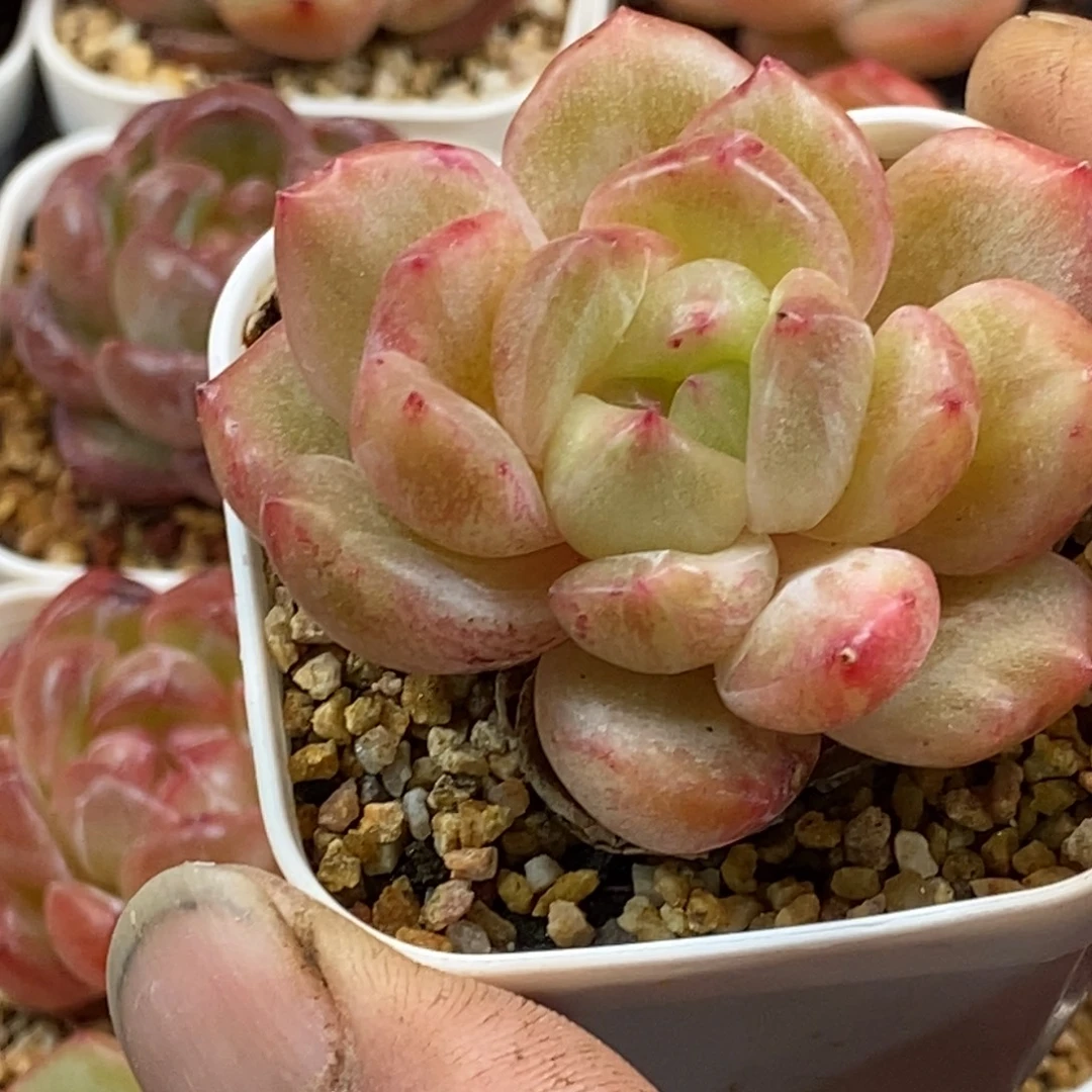 天官赐福百无禁忌