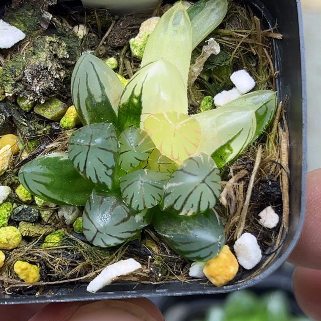 18龙爪玉露锦头家多肉十二卷