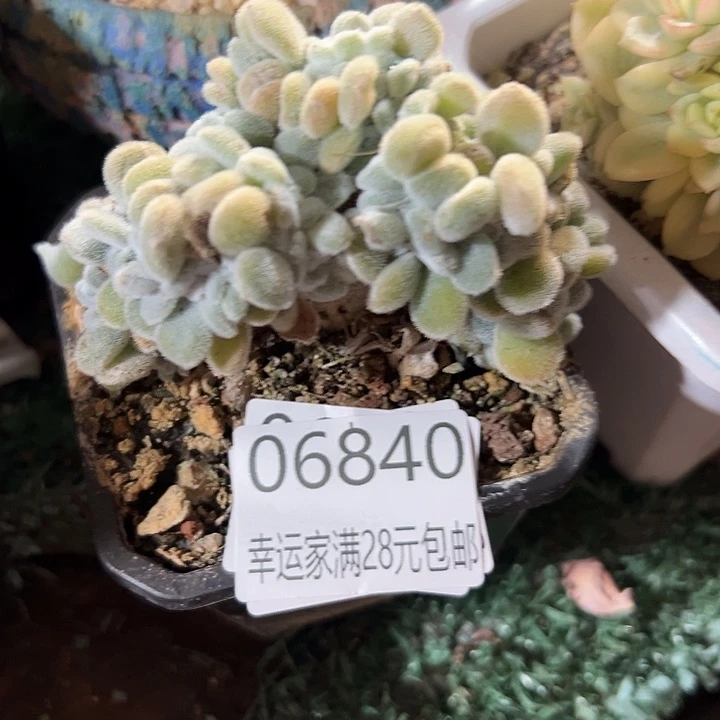 糯****幸运的是我还没遇到过