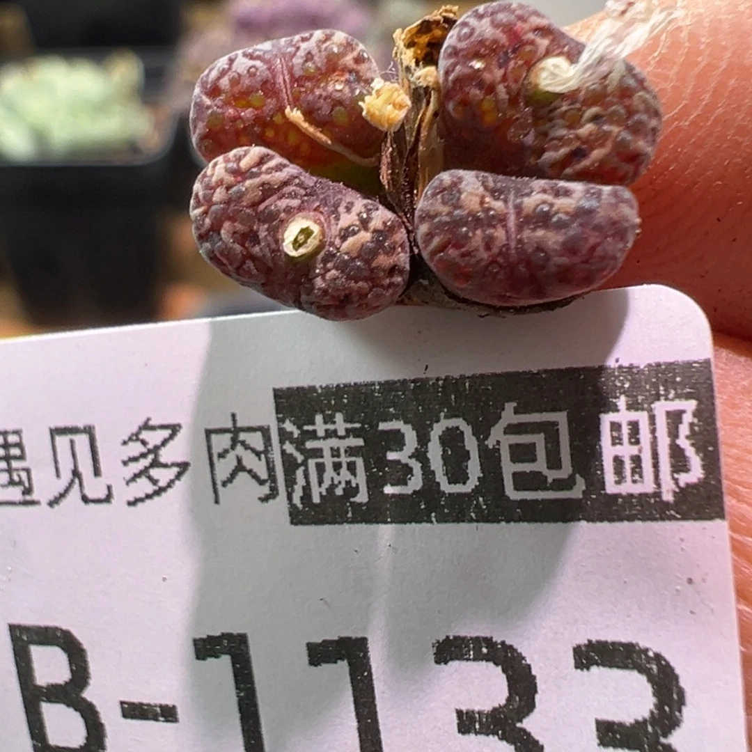 多肉植物1111111111111