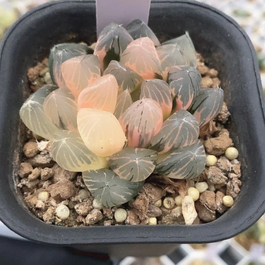 玉露十二卷多肉植物