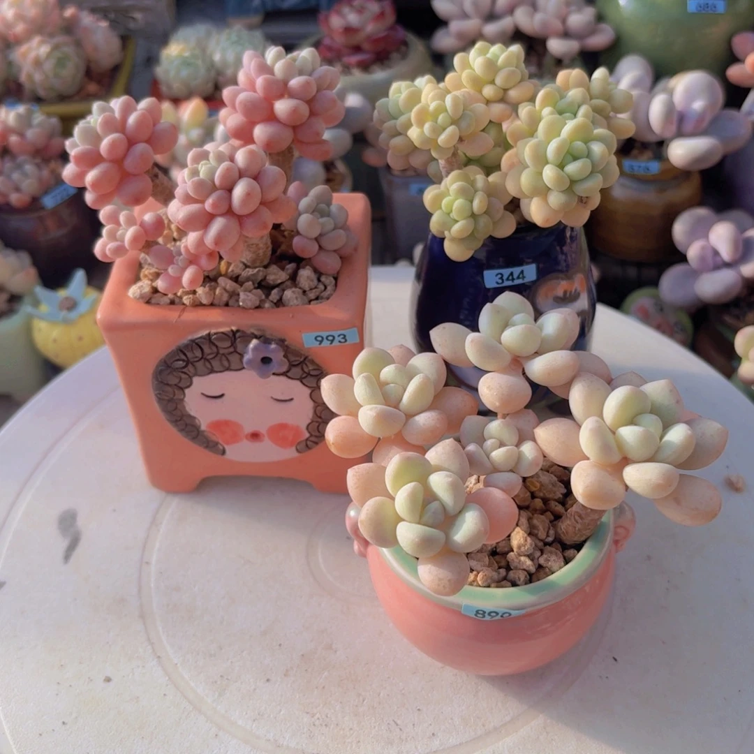 ****陈一物一拍编号890 344 993