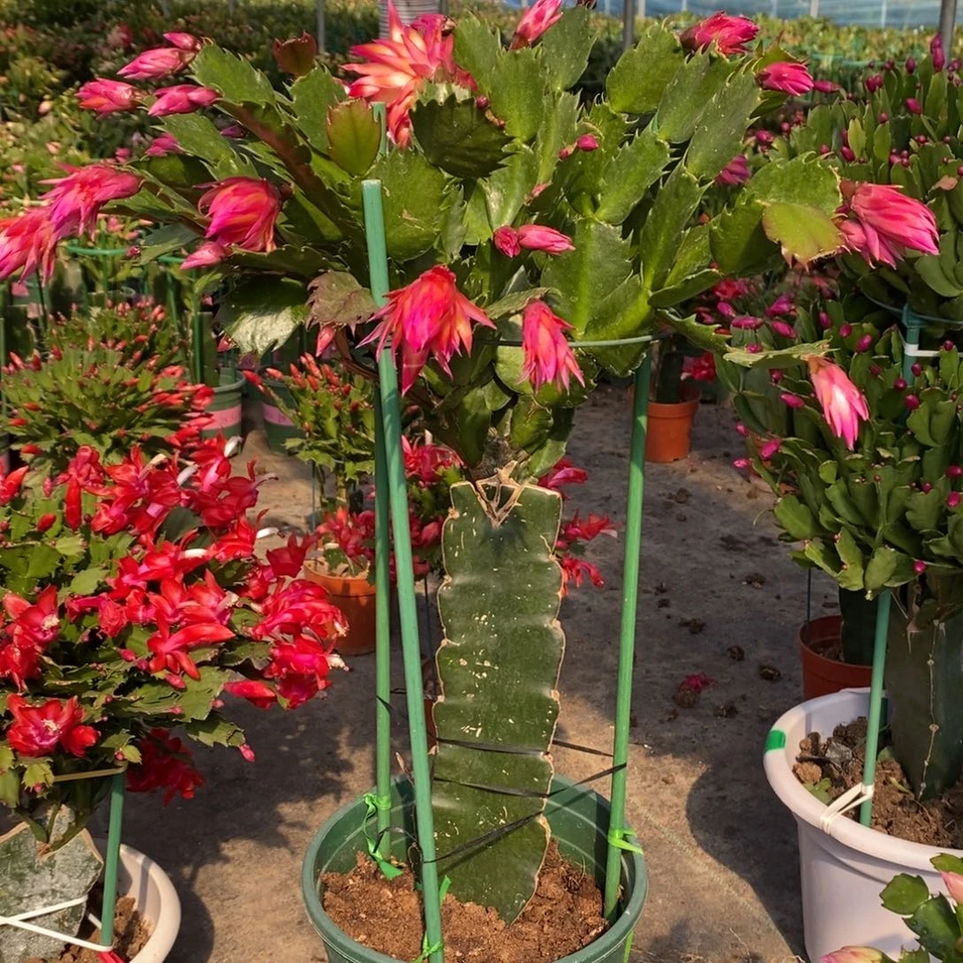 完全开放高桩083大苗