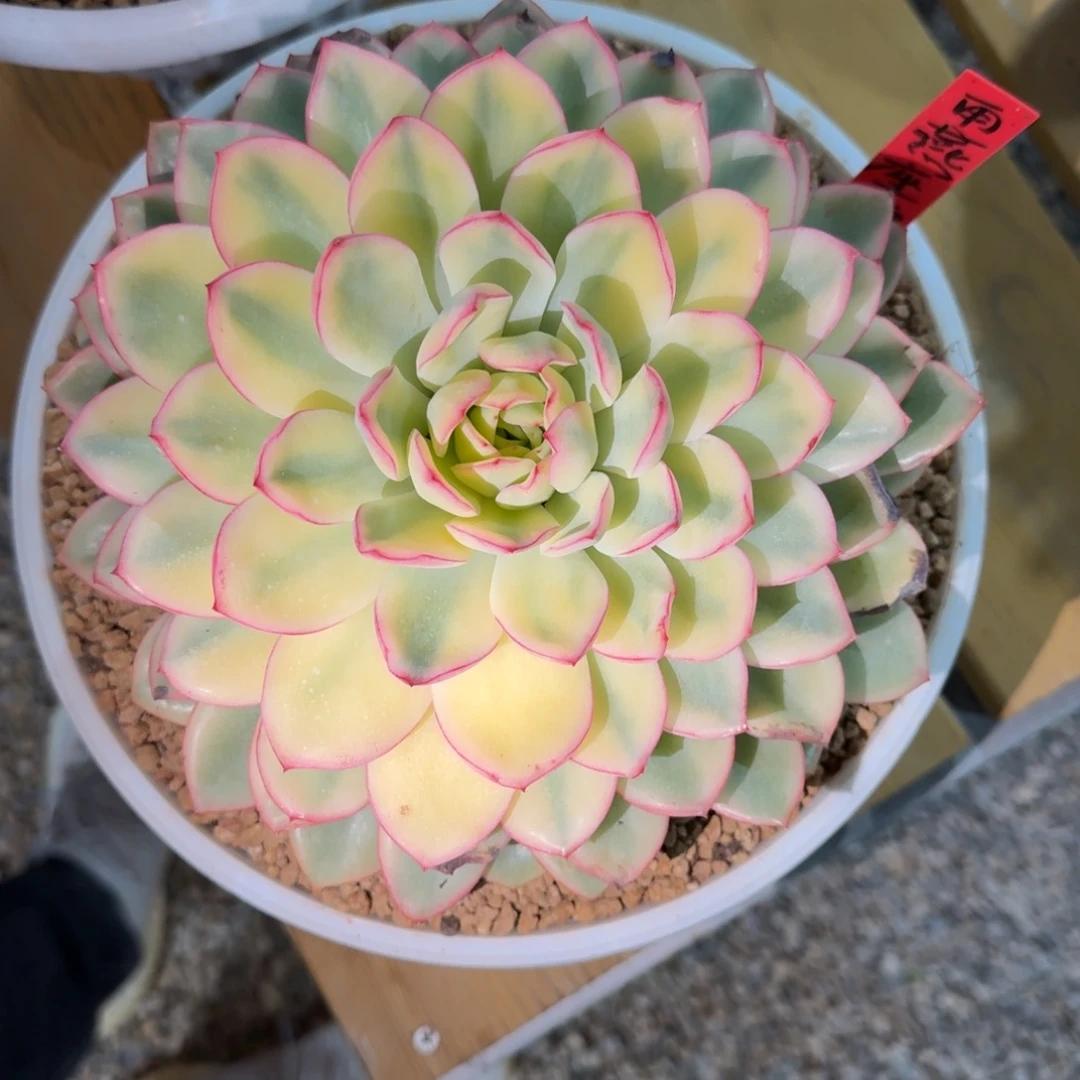 蔬***子发货多肉植物链接