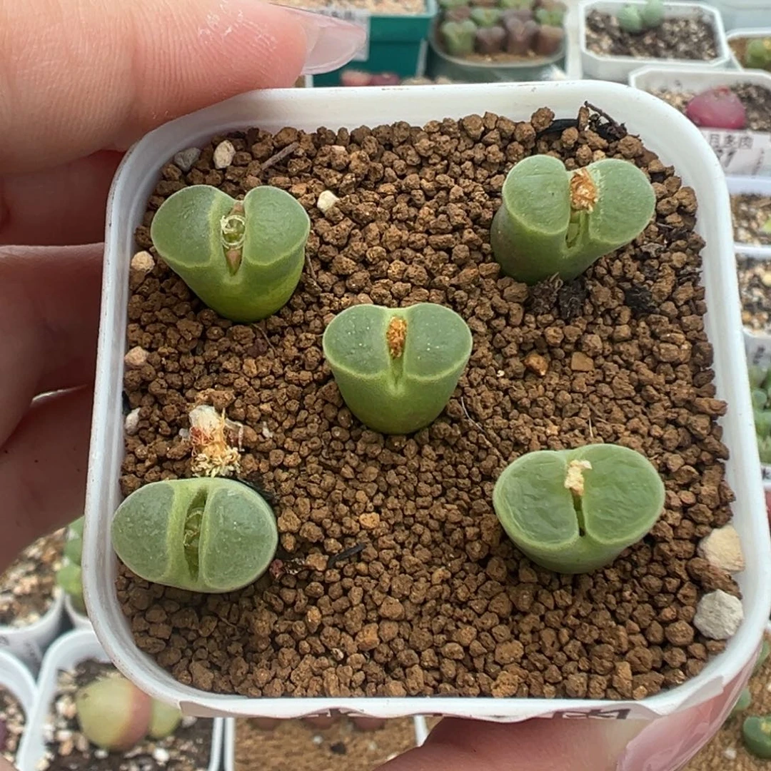 034风铃裸根发货五颗