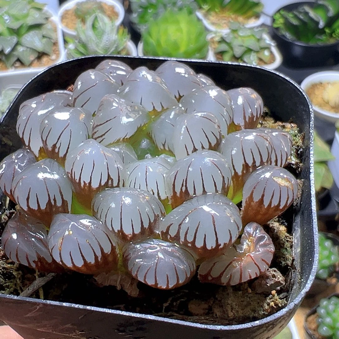 紫姬冰灯玉露多肉多肉一颗