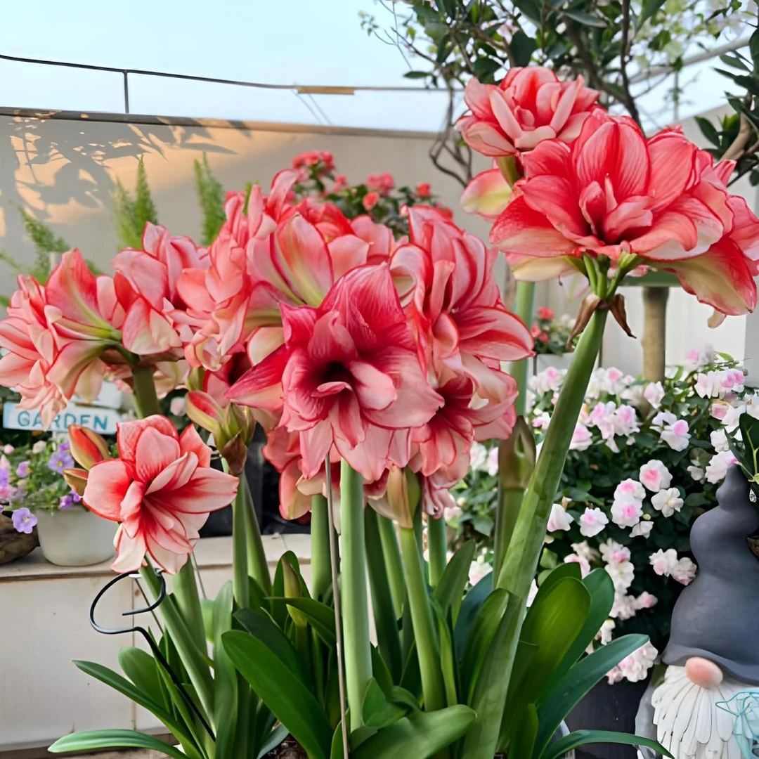 【鬼魅～基地自然球】重瓣朱顶红