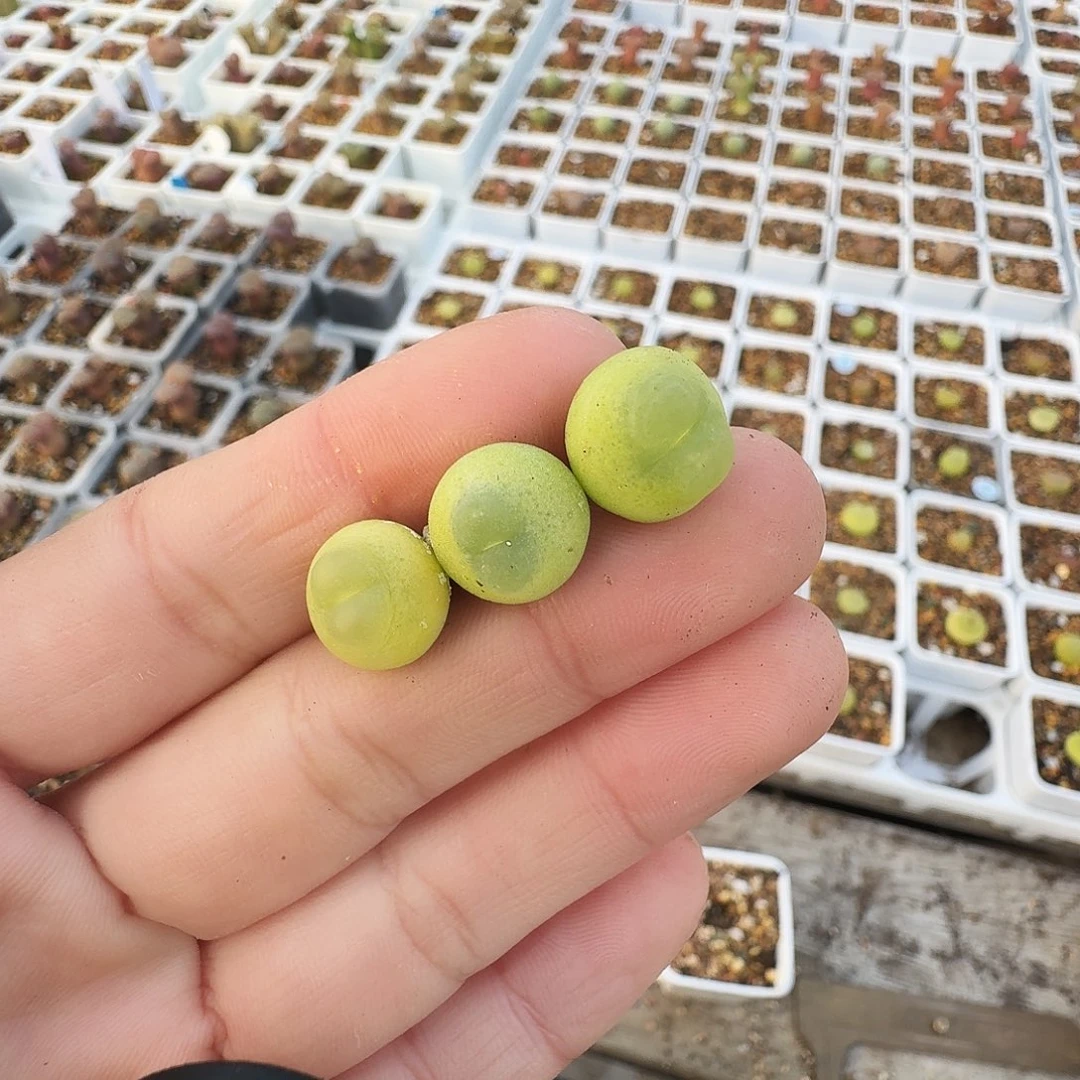 D***.多肉植物福利拉登89