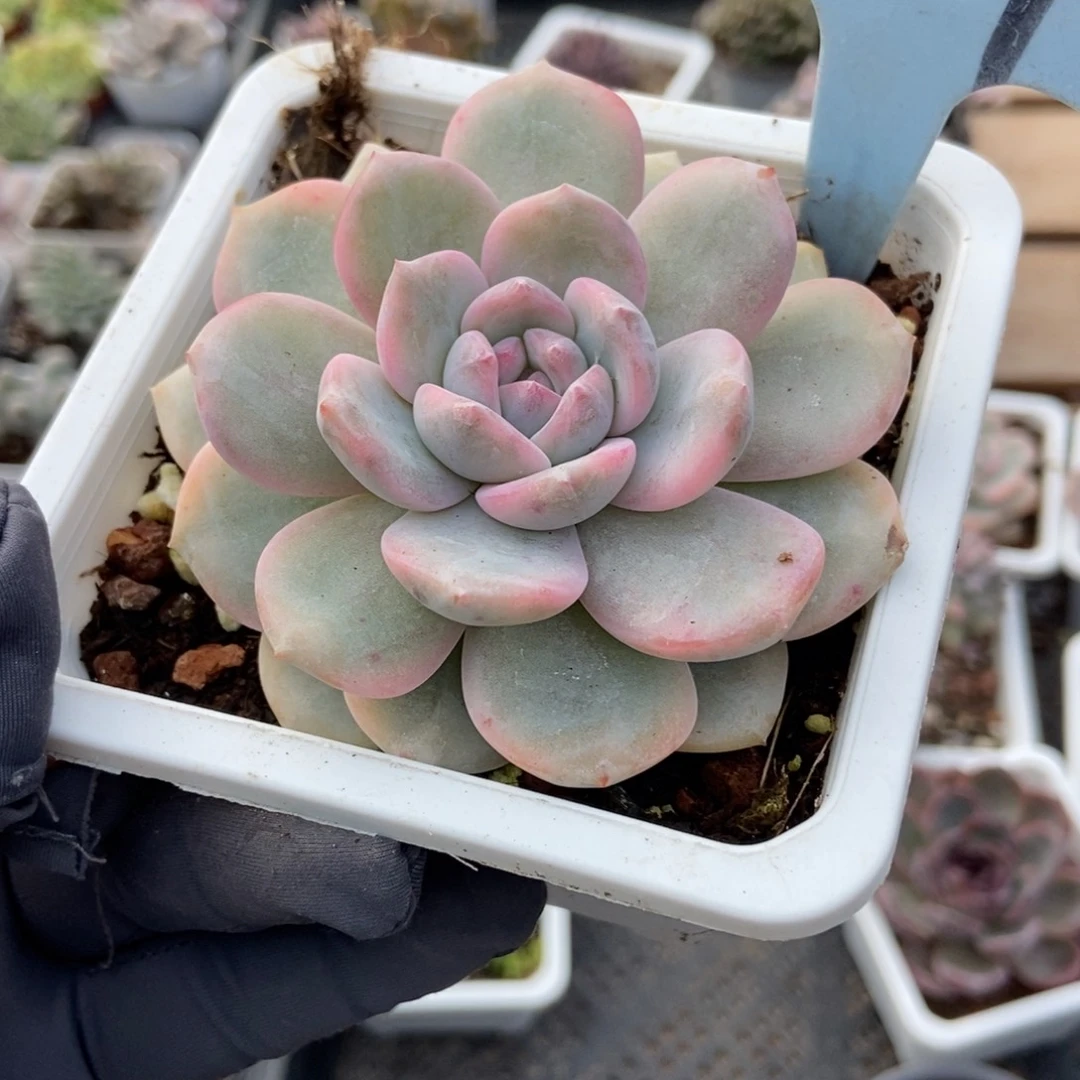 1827梦露锦多肉植物