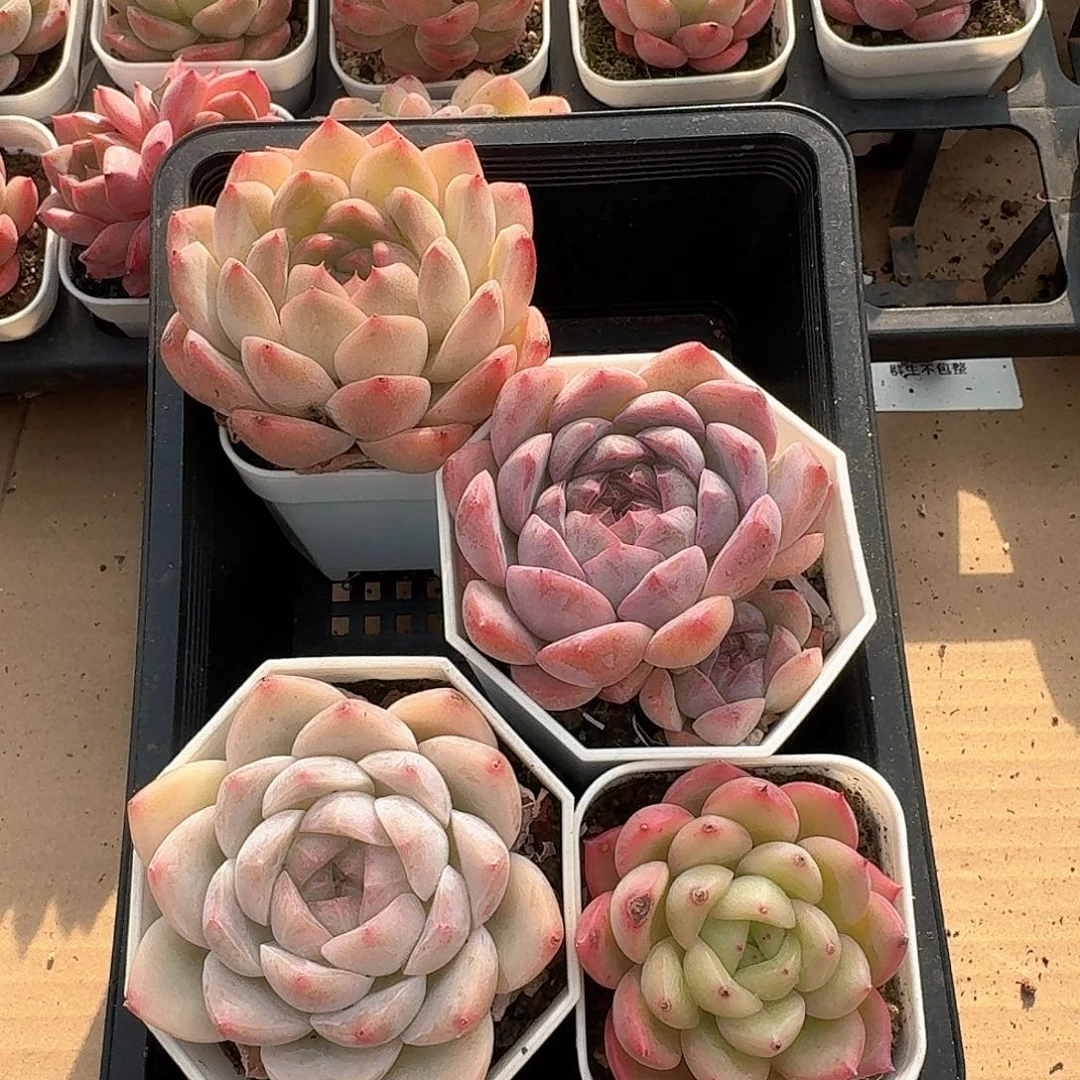 珍妮系多肉组合12