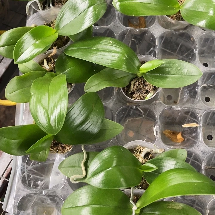 当前无花栽培后可以开花蝴蝶兰阿婆交曼尼1.7微瑕