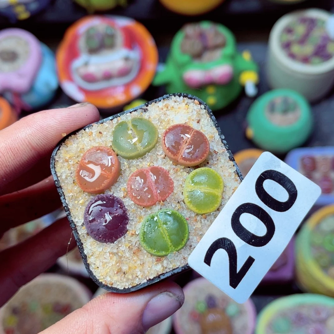 200生石花带盆发