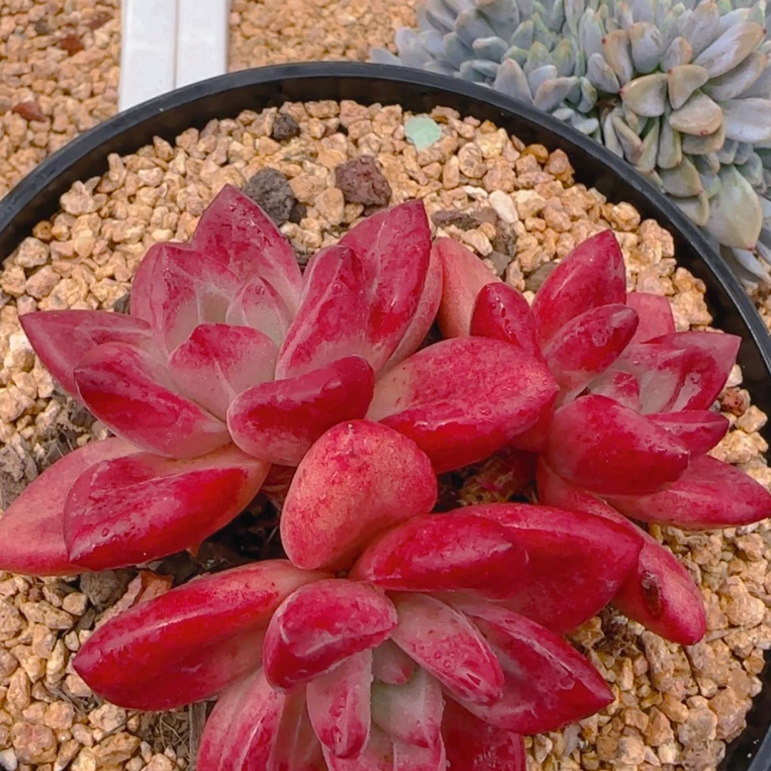 【闪购商品】赫菲斯托