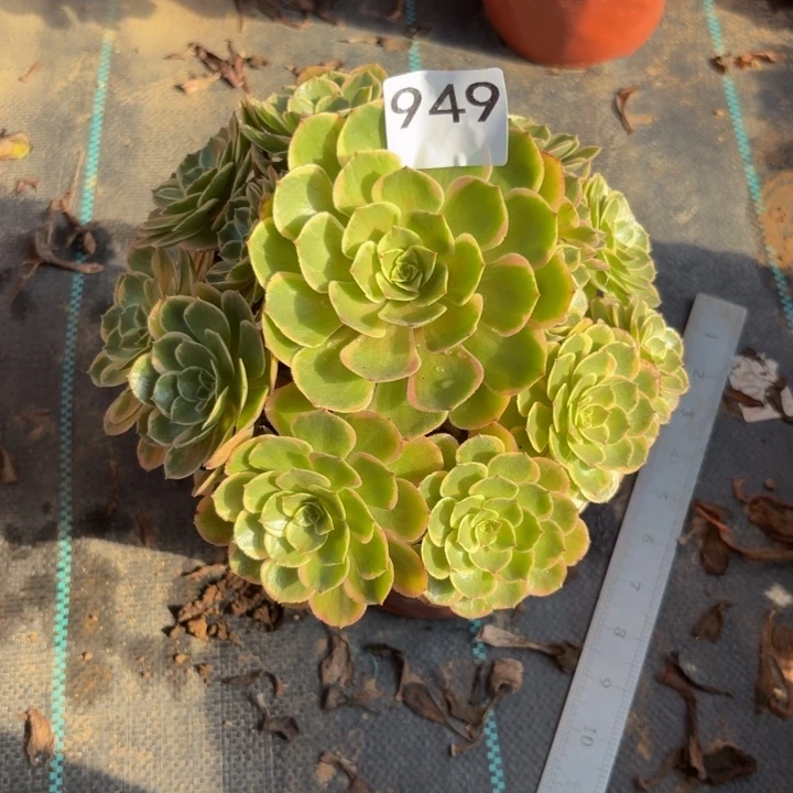 粉花夭多肉植物不包损949