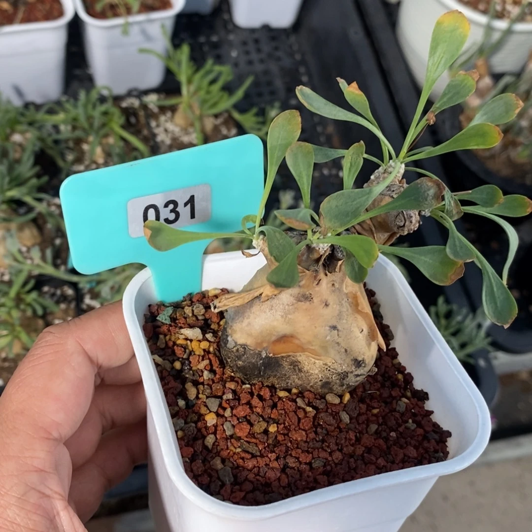 开普敦厚炖菊，特价不售后