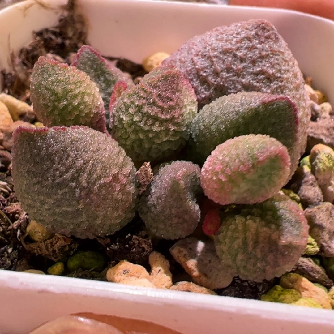 水蜜桃水泡多肉植物水泡