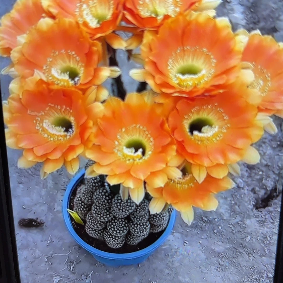 2颗璞玉侧牙20包邮歪瑕疵54