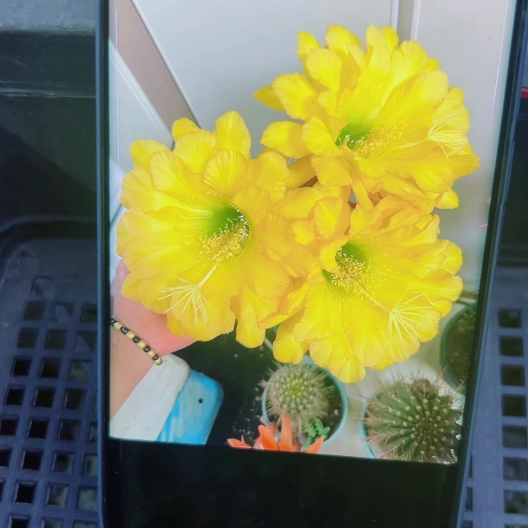 下83毛克劳斯歪无根侧芽4公分左右20包邮