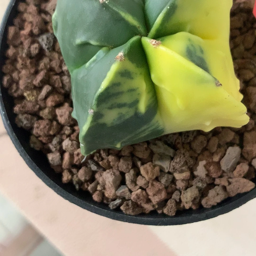 完全开放栀**开仙人球实生鸾锦