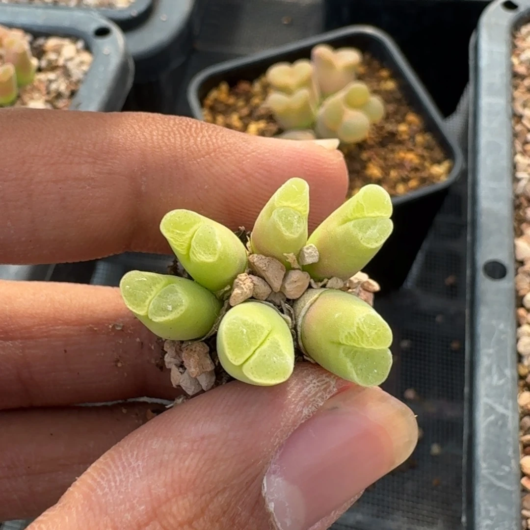 萍云缦精品番杏20.14