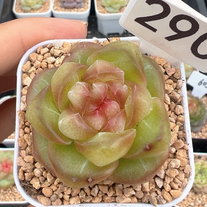 290号甜茶 晗雨多肉