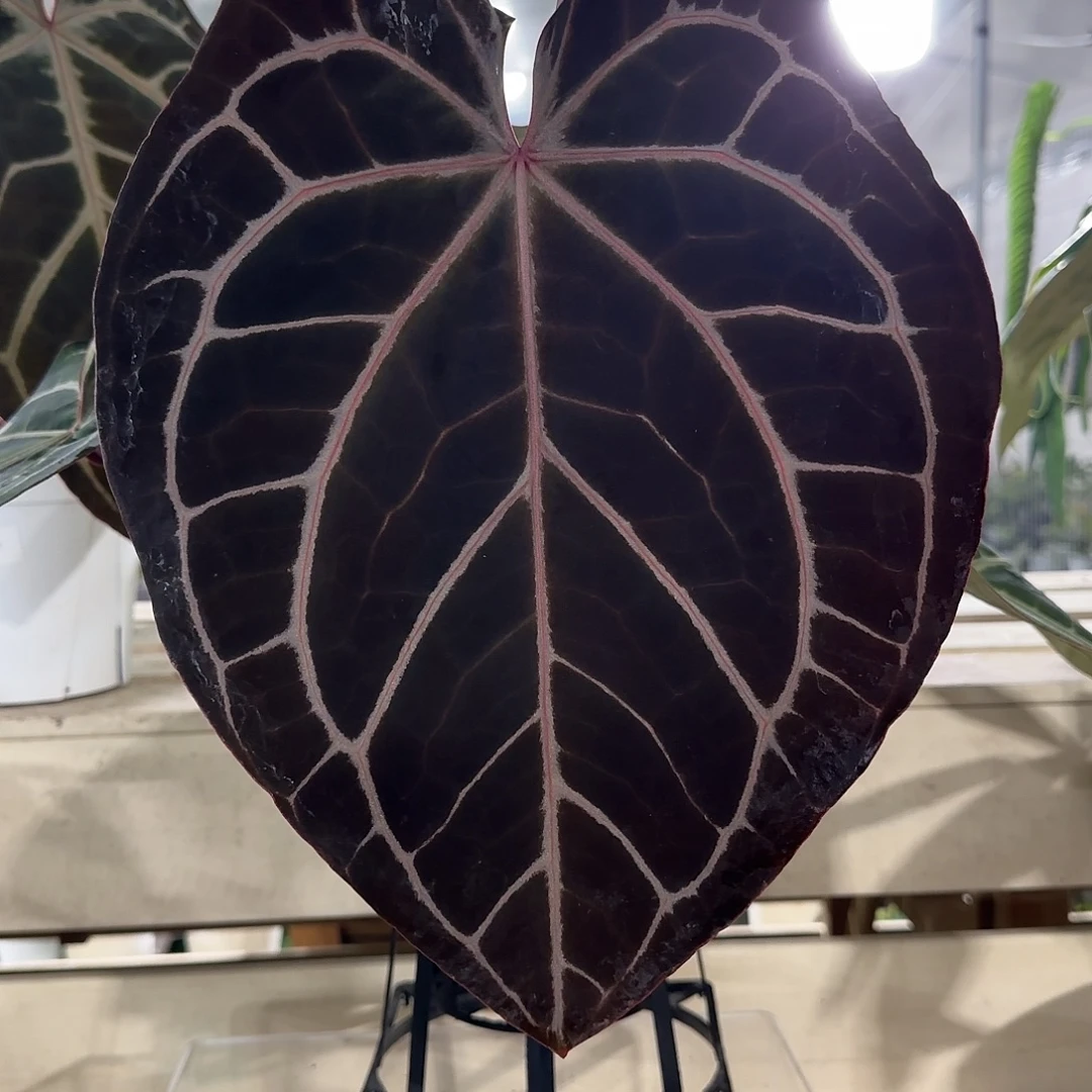 无花朵米歇尔红水晶