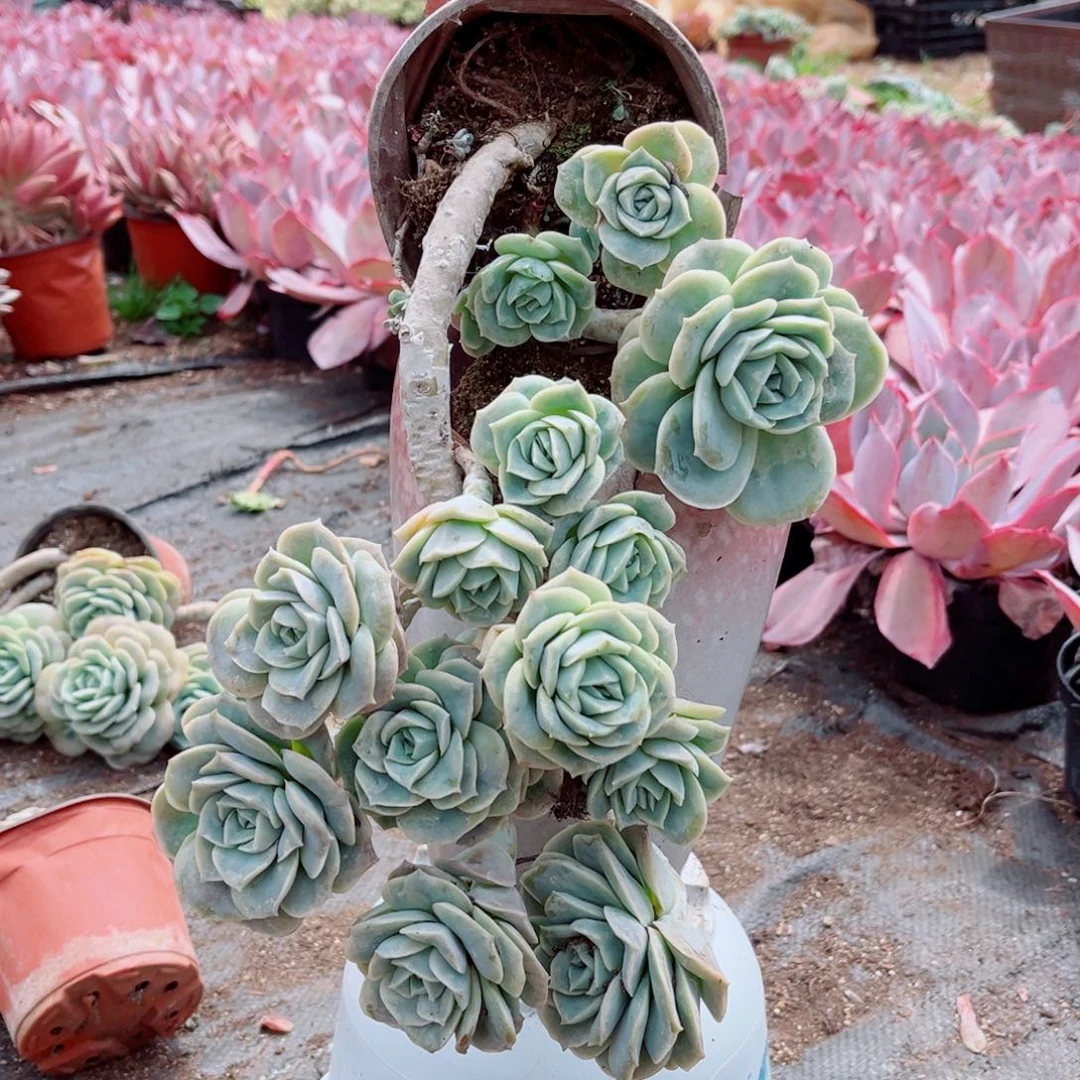 可爱玫瑰一颗带土球发货