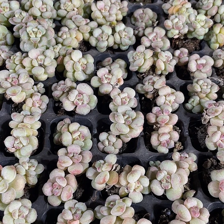 小阳光玫瑰1元带土发货